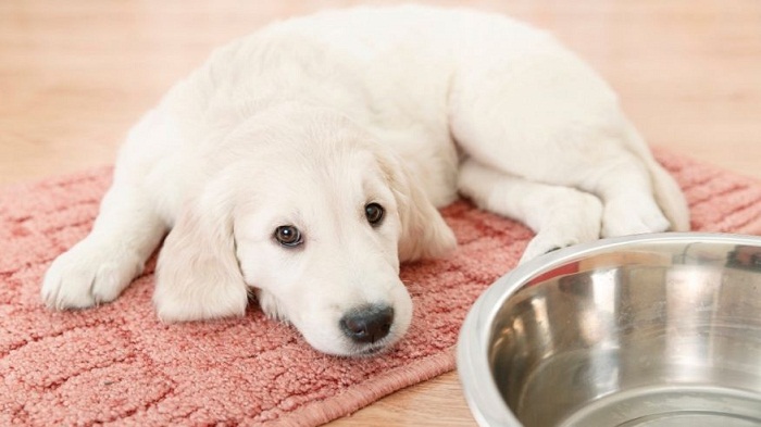 4 mistakes you`re making when feeding your pet 